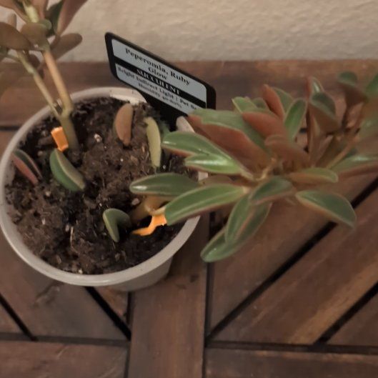 Photo of the plant species Peperomia Ruby Glow by @MariSass named Peperomia Ruby Glow on Greg, the plant care app