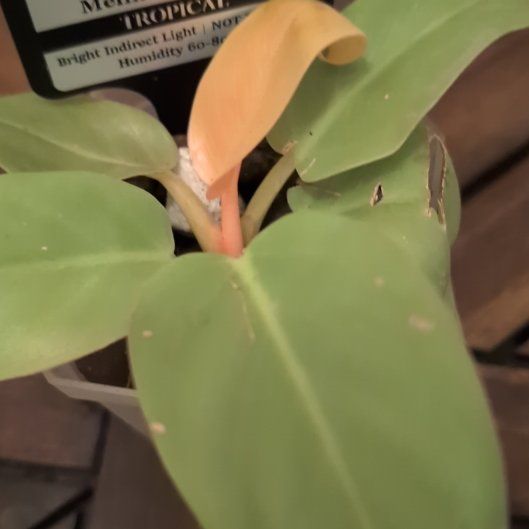 Photo of the plant species Philodendron Golden Melinonii by @MariSass named Philodendron Melinonii Ghost on Greg, the plant care app