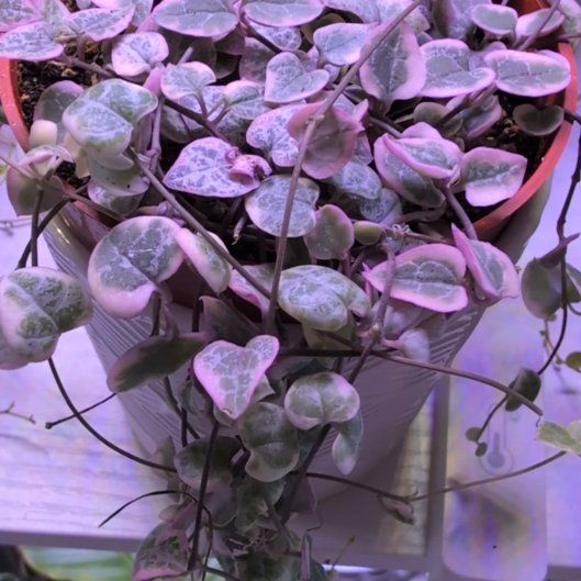 Photo of the plant species String of Hearts, varigated by @MariSass named String of Hearts Variegated on Greg, the plant care app