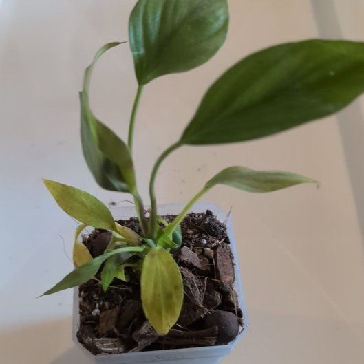 Photo of the plant species Homalomena Black Velvet by @MariSass named Homalomena Black on Greg, the plant care app