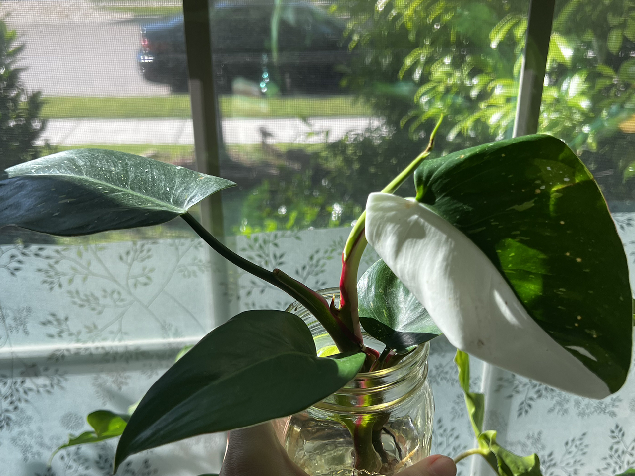 Plant care for Pink And White Princess on Greg, the plant care app