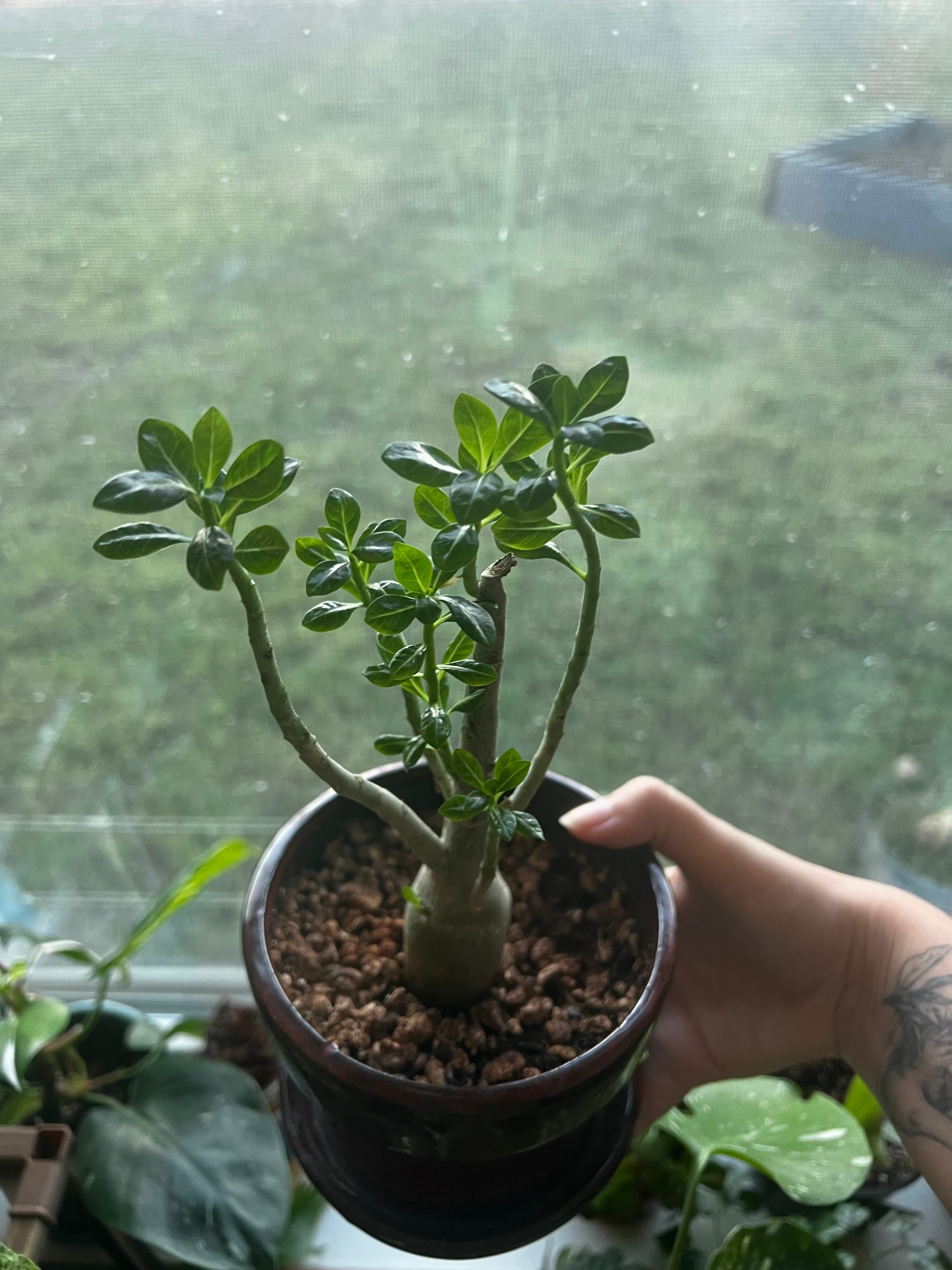 Blue Adenium How Much Water & Light Does it Need to Thrive?