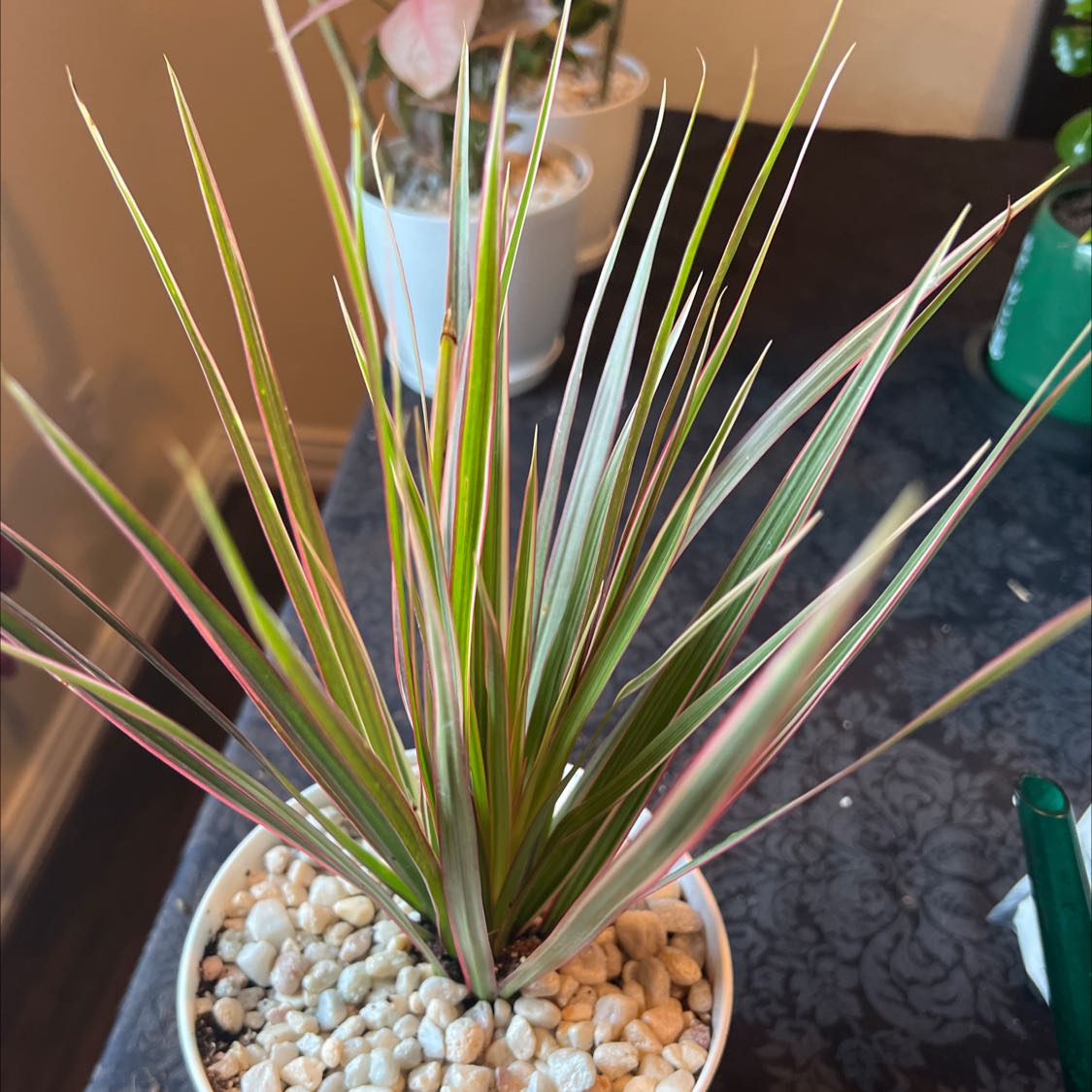A healthy potted Song of India plant with long strappy green and yellow variegated leaves, surrounded by white decorative stones.