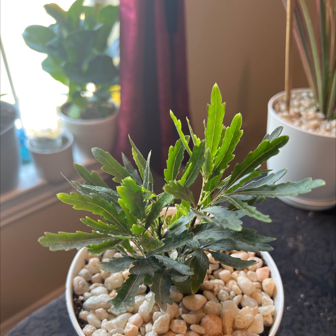 Potted false Aralia plant with green serrated leaves in a well-lit indoor setting.