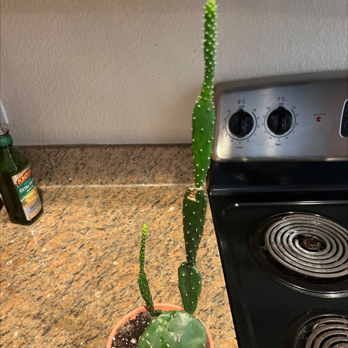 Sunburst Prickly Pear plant in a small pot on a kitchen counter.