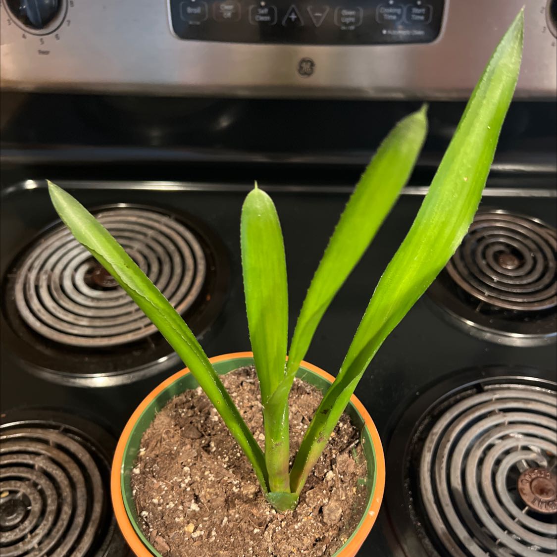 Potted Blushing Bromeliad plant with green leaves in an indoor kitchen setting.