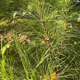 Photo of the plant species Great Horsetail by @PrimoBeachplum named Oscar on Greg, the plant care app