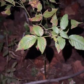 Photo of the plant species Broadleaf Enchanter's Nightshade by @PrimoBeachplum named Sahara on Greg, the plant care app