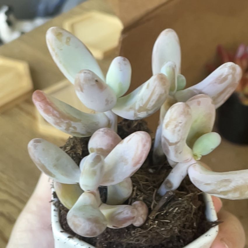 Photo of the plant species Sedum craigii by @GladBurrostail named Moonstone on Greg, the plant care app