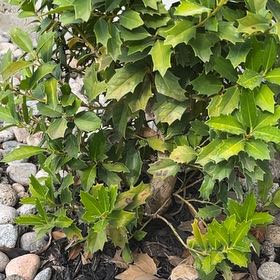 Photo of the plant species Holly Oakleaf by @SturdyPansy named Treeyoncé on Greg, the plant care app