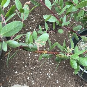 Photo of the plant species Manzanita by @CerebralTutu named Pax on Greg, the plant care app