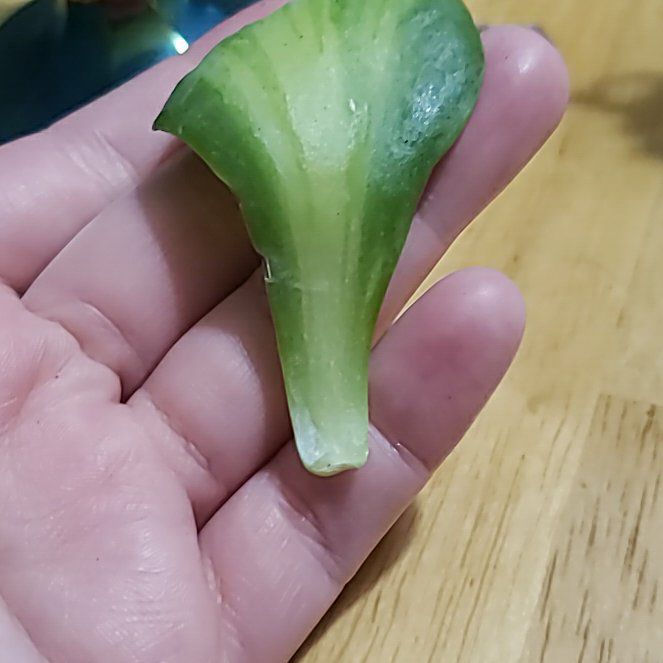 Photo of the plant species Crested Variegated Paddle Plant by @VehementPukatea named Elle on Greg, the plant care app