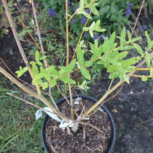 Photo of the plant species Dappled willow tree by @WinRose50 named Austen on Greg, the plant care app