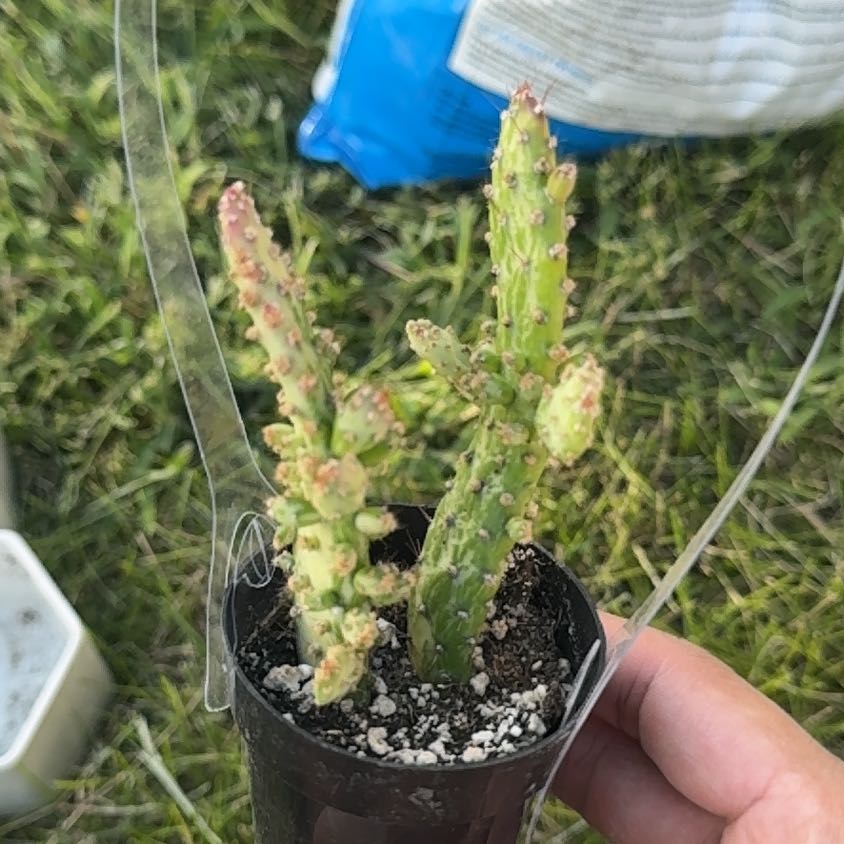 Photo of the plant species Variegated Cactus by @HolyTricolor named Plato on Greg, the plant care app