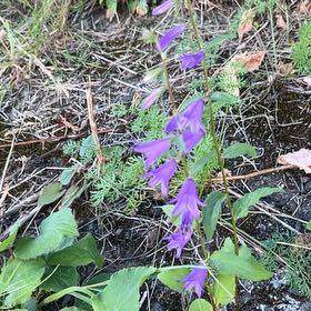 Photo of the plant species Rampion Bellflower by @VehementMangeao named Homer on Greg, the plant care app