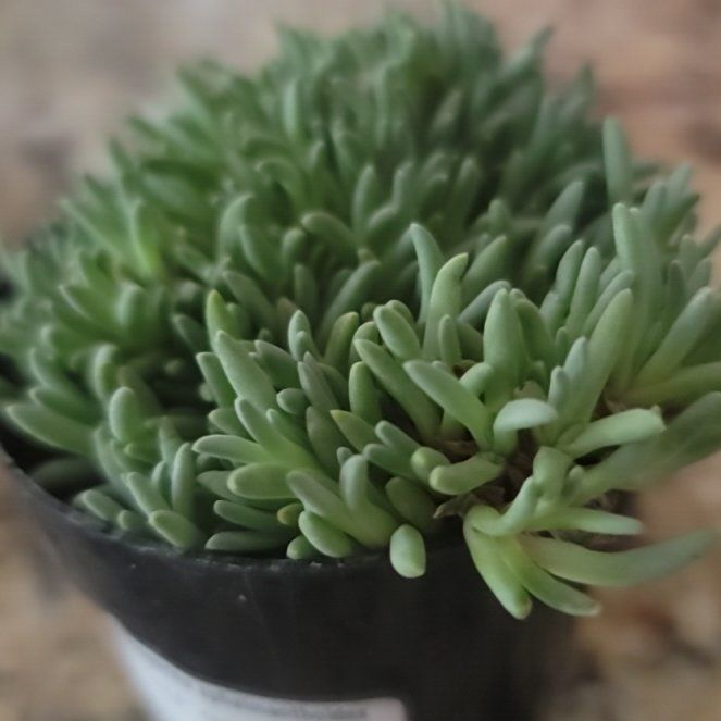 Photo of the plant species Tufted Ice Plant by @ZealFielddodder named Terra on Greg, the plant care app