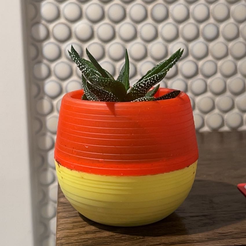 Photo of the plant species Haworthia fasciata 'Super Fasciata' by @FestiveAraceae named Hemingway on Greg, the plant care app