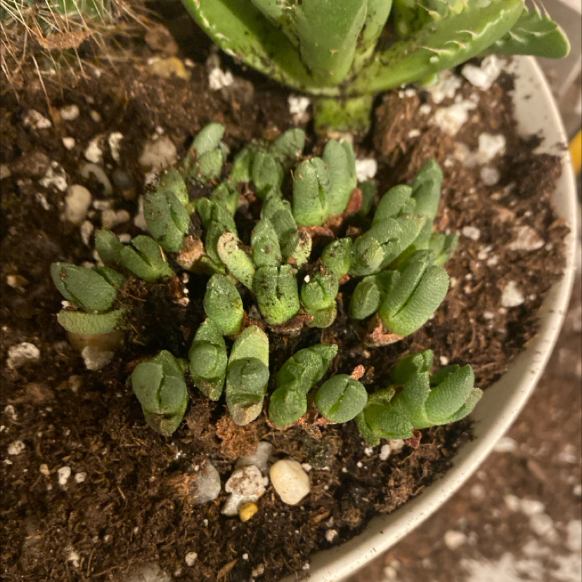 Photo of the plant species Assorted Titanopsis by @WhizAlfalfa named Elina on Greg, the plant care app