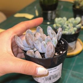 Photo of the plant species Sedum craigii by @ZippyWhitebrush named Charli on Greg, the plant care app
