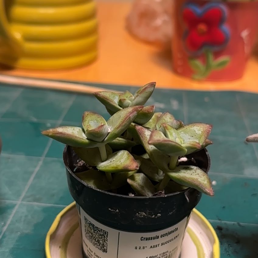 Photo of the plant species jade by @ZippyWhitebrush named Ulysses S Plant on Greg, the plant care app