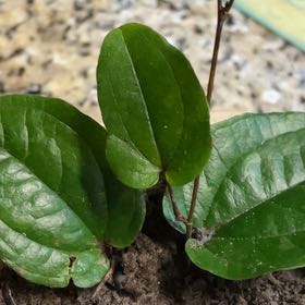 Photo of the plant species Common Greenbrier by @RichlyCannalily named Lebron on Greg, the plant care app