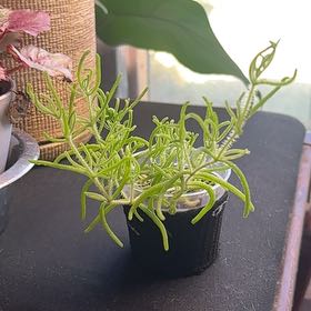 Photo of the plant species Hairy Dewflower by @HandyThreadrush named Spike Leaves on Greg, the plant care app