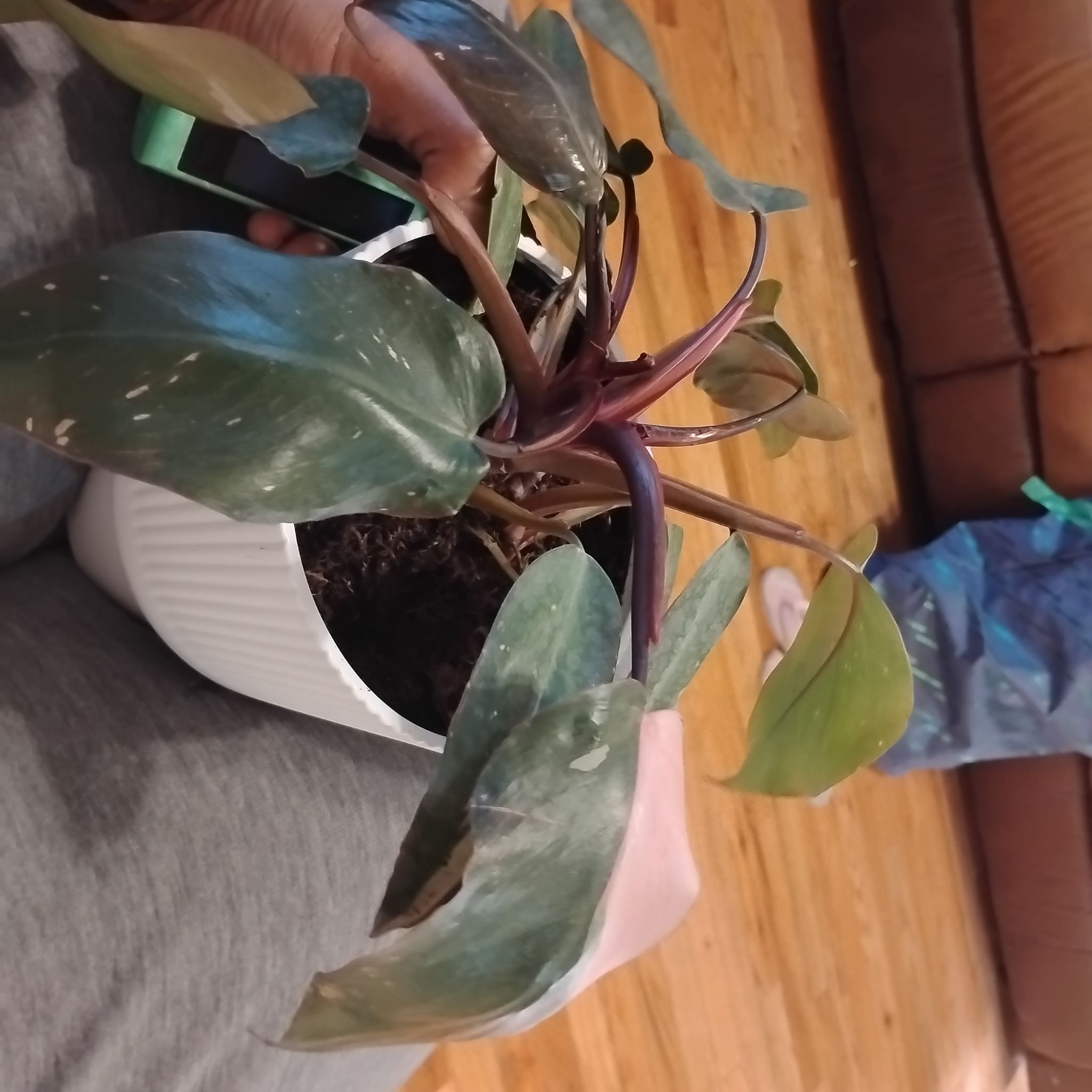 Photo of the plant species Pink Princess Philodendron by @FabCarrot47 named Rihanna on Greg, the plant care app