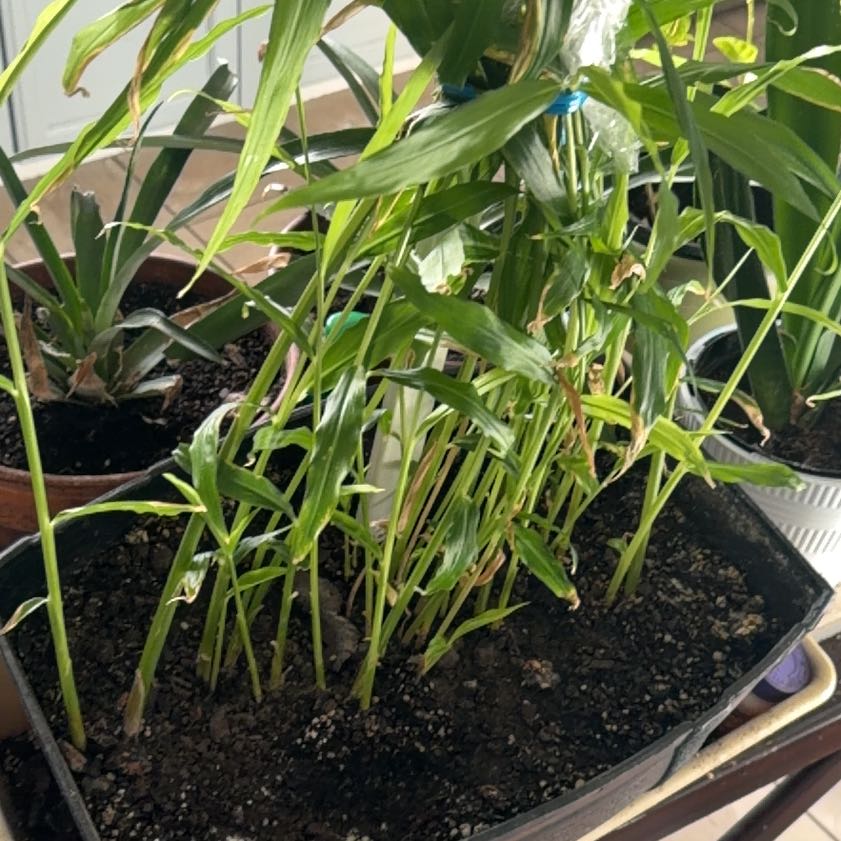 Photo of the plant species Ginger Root by @ZappyBlackalder named Sonora on Greg, the plant care app