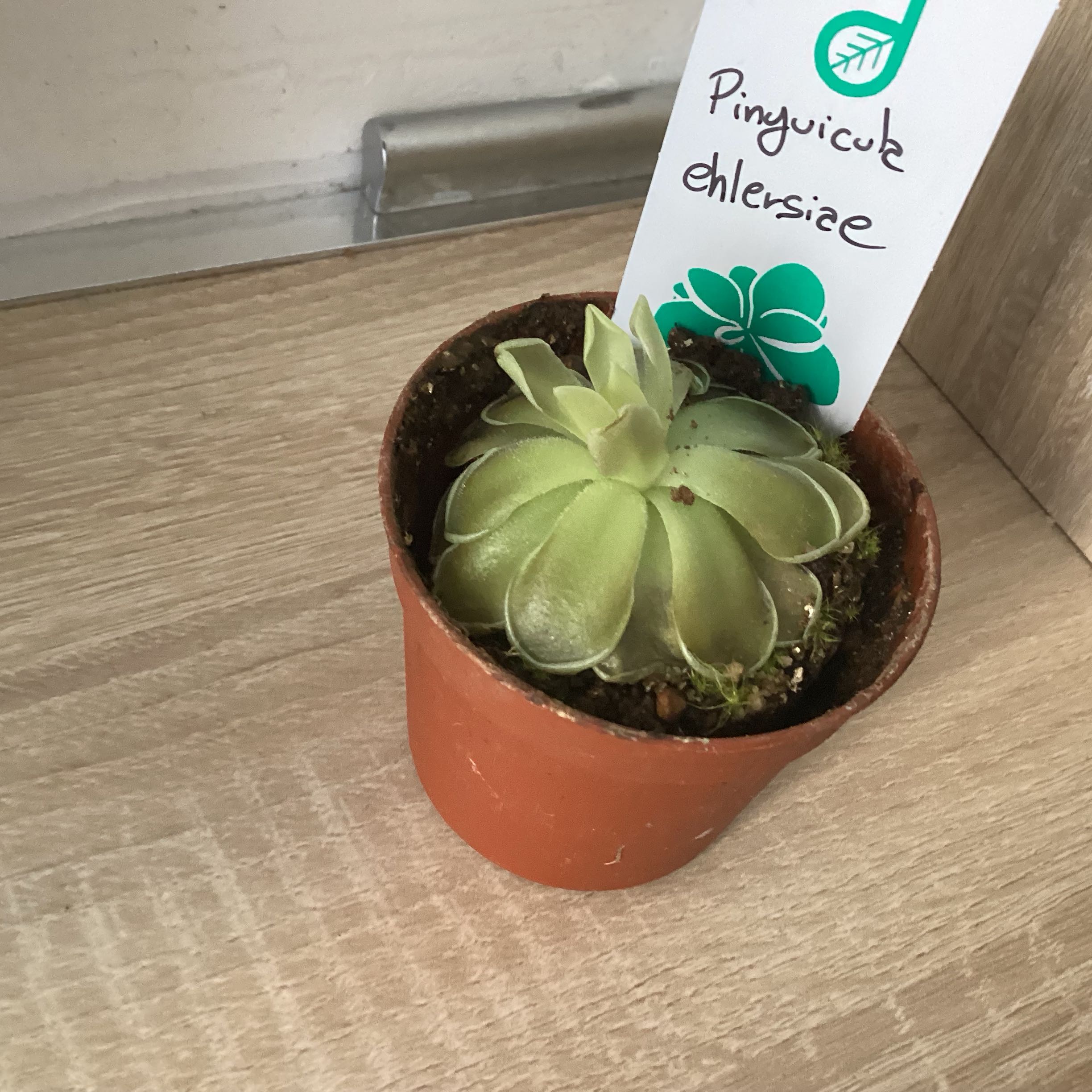 Photo of the plant species Pinguicula ehlersiae by @NewLuckystripe named Little Hope on Greg, the plant care app
