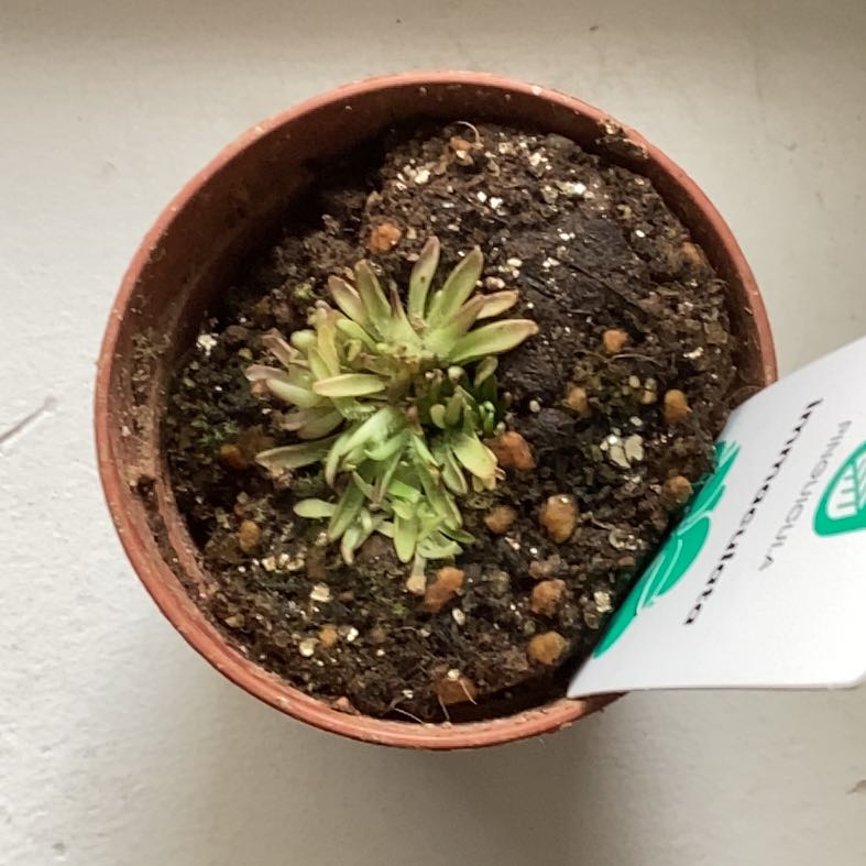 Photo of the plant species Mexican butterwort by @NewLuckystripe named Little Wish on Greg, the plant care app