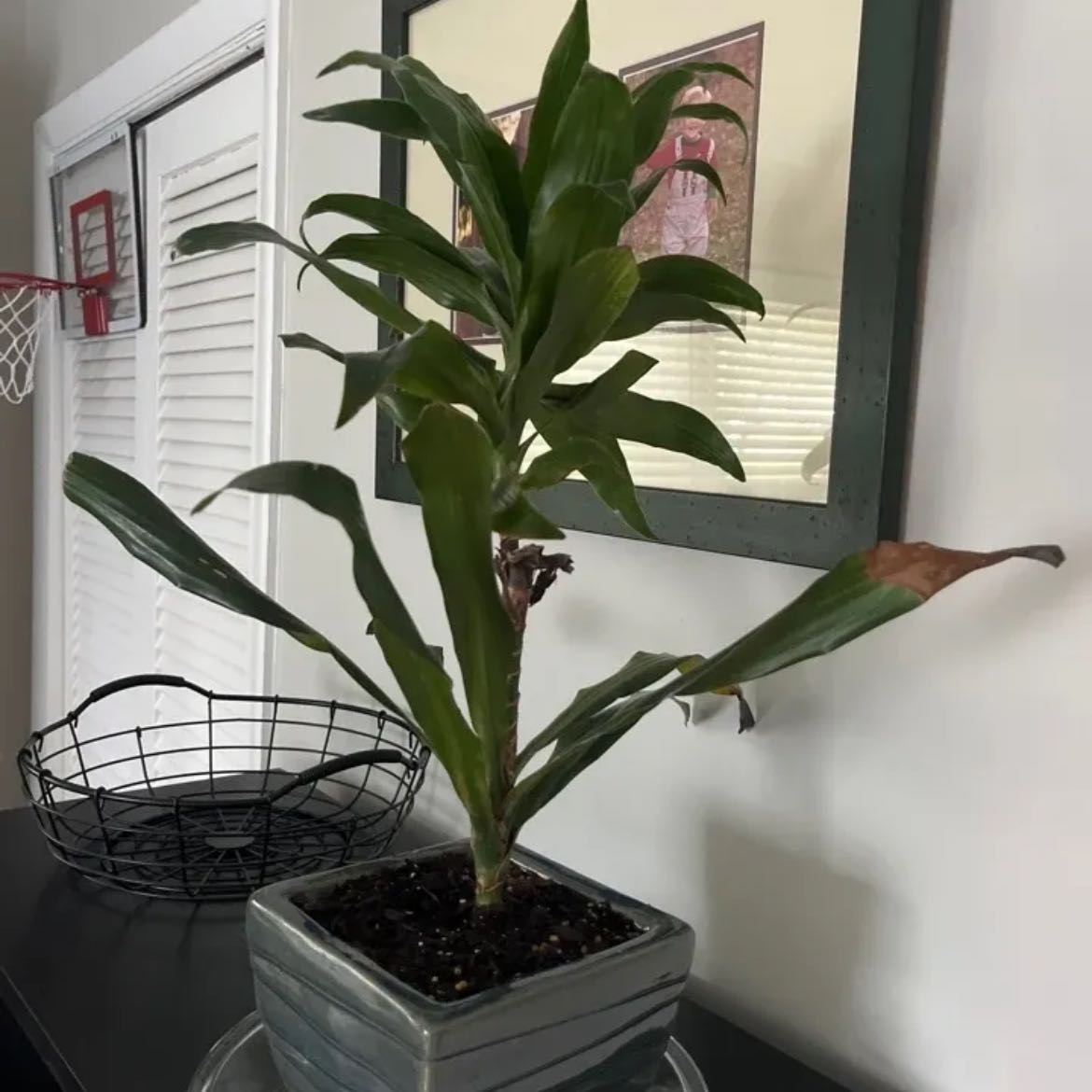 Photo of the plant species Corn Plant by @GuruMonkorchid named Tupot amaroot on Greg, the plant care app