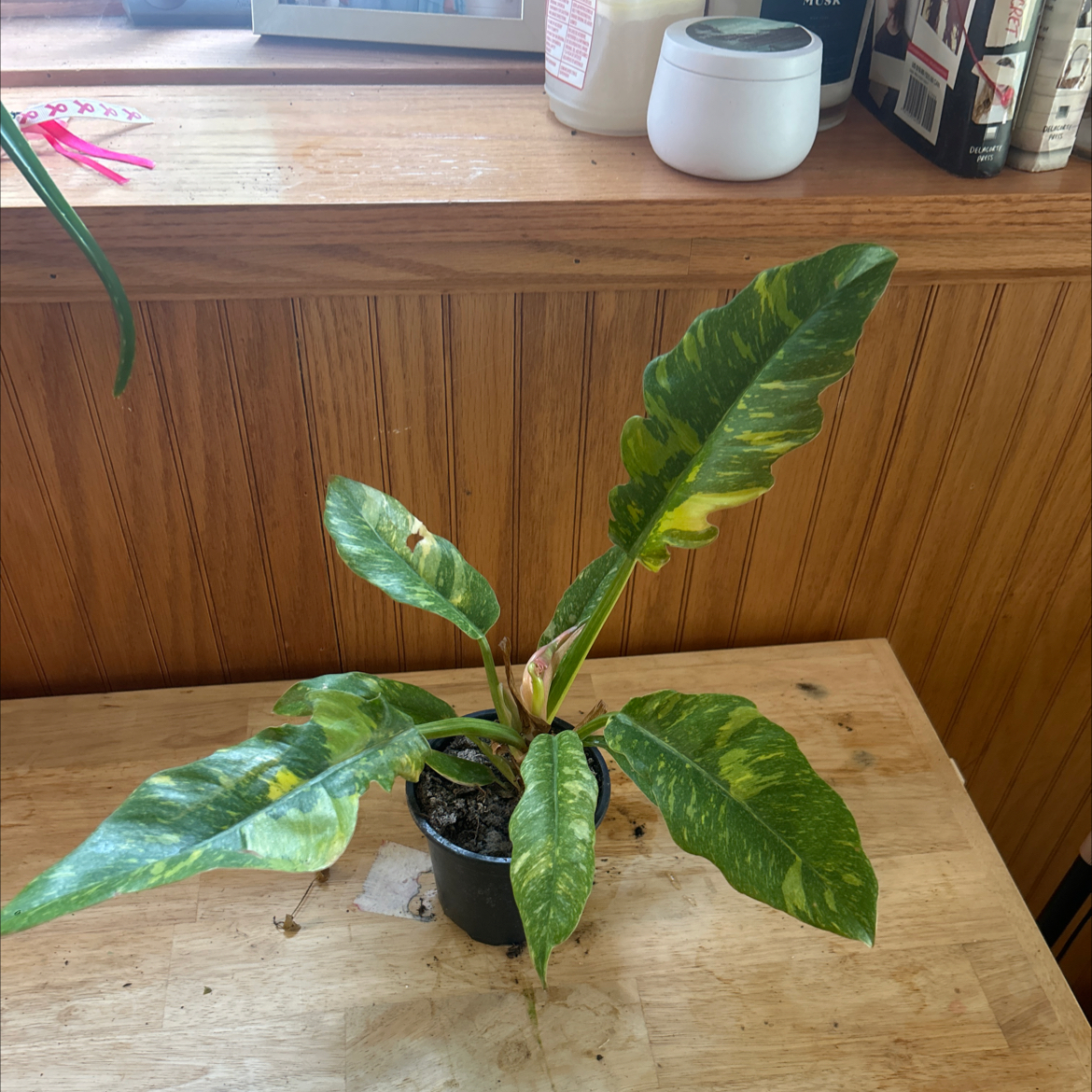 Photo of the plant species Philodendron 'Ring of Fire' by @JubilantRedwood named Orlando Bloom on Greg, the plant care app