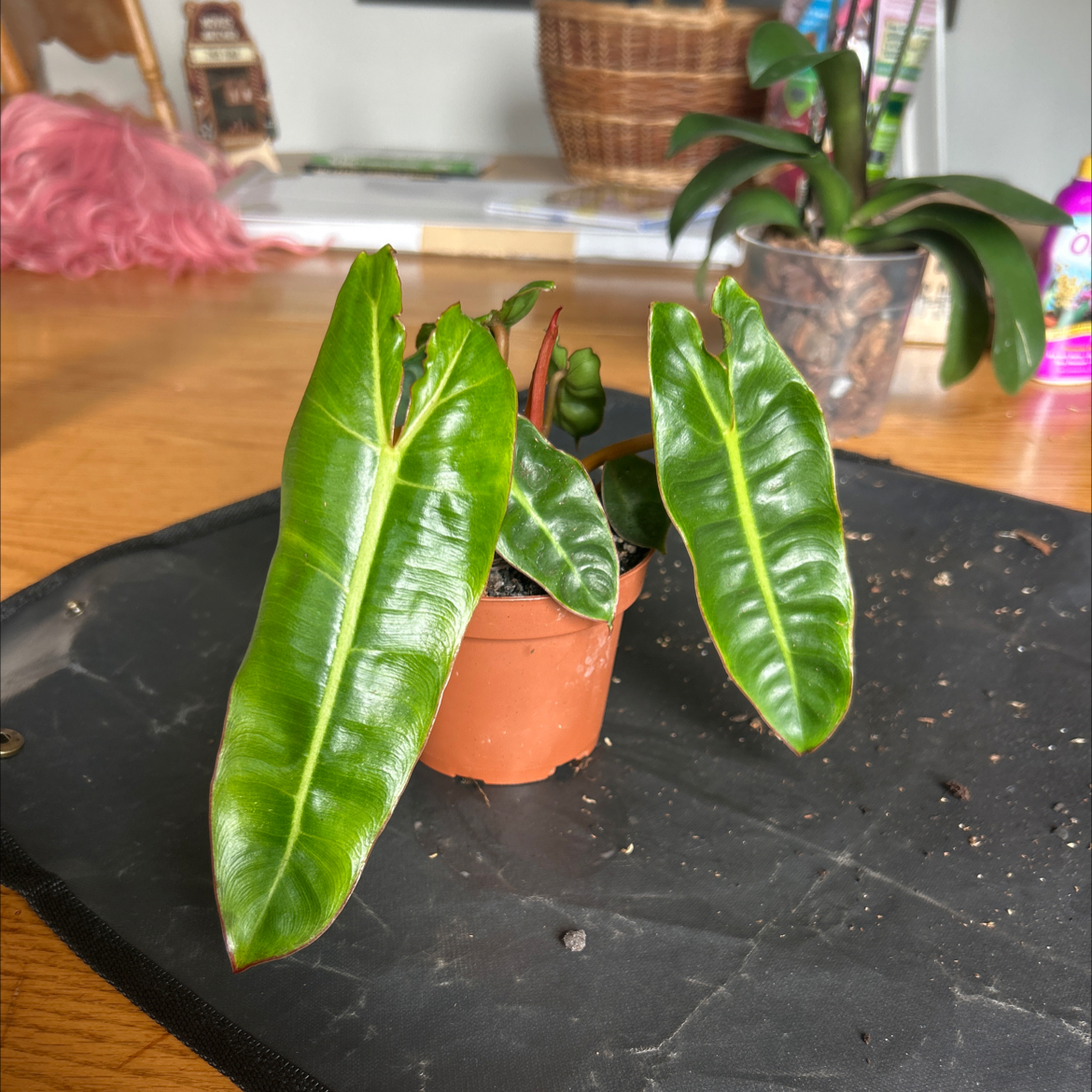 Photo of the plant species Philodendron billietiae by @JubilantRedwood named Spike Leaves on Greg, the plant care app