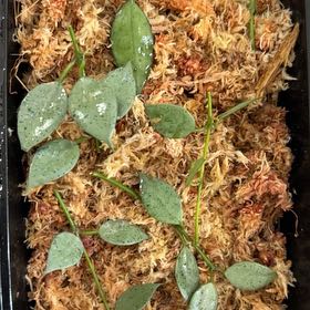 Photo of the plant species Hoya lacunosa 'Sulcata' by @JubilantRedwood named Einstein on Greg, the plant care app