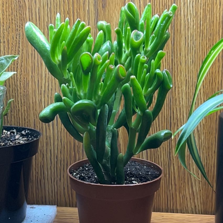 Photo of the plant species Ogre Ears by @JubilantRedwood named Bella on Greg, the plant care app