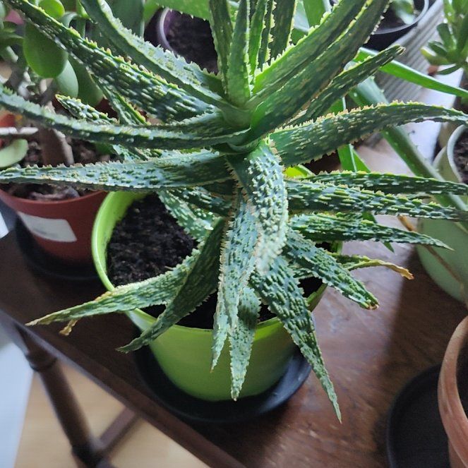 Photo of the plant species Aloe zebrina by @okidoki766 named Gomez on Greg, the plant care app