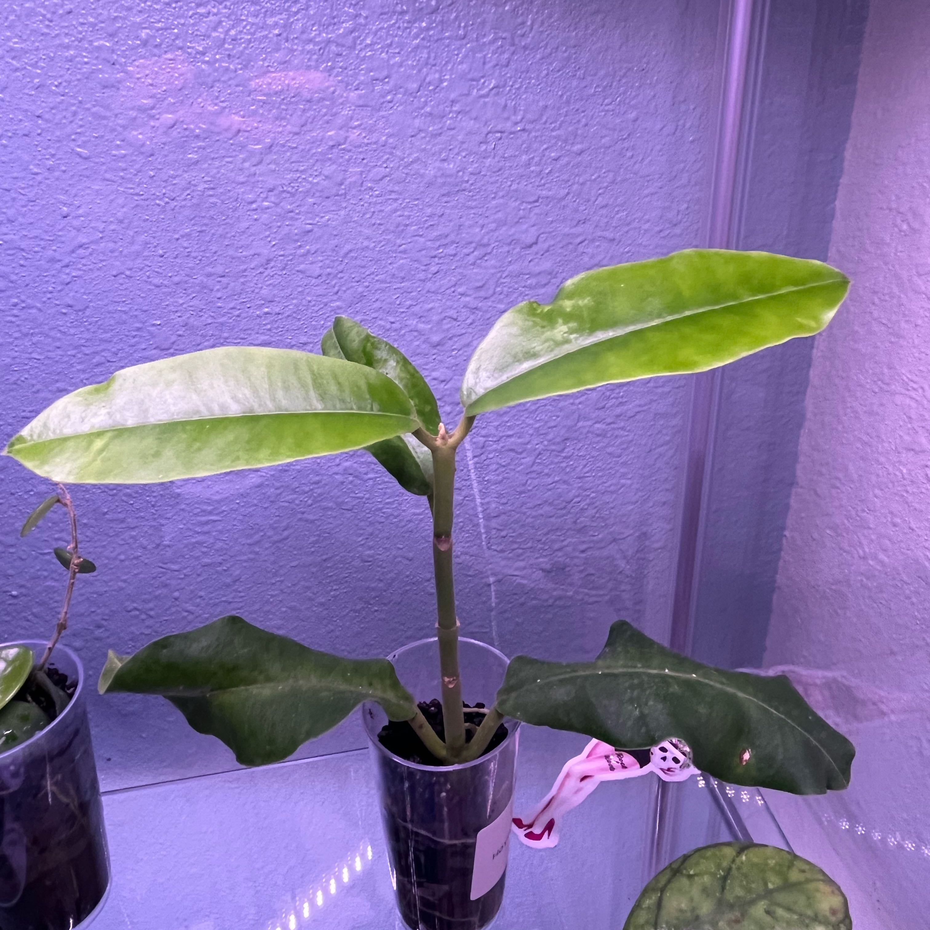 Photo of the plant species Hoya imperialis by @JollyHairygrama named Huckleberry Fern on Greg, the plant care app
