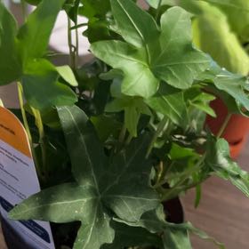 Photo of the plant species Asterisk Ivy by @JazzedBluerose named Da Vinki on Greg, the plant care app