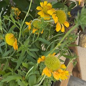 Photo of the plant species Sneezeweed by @PiousOyamelfir named Denali on Greg, the plant care app
