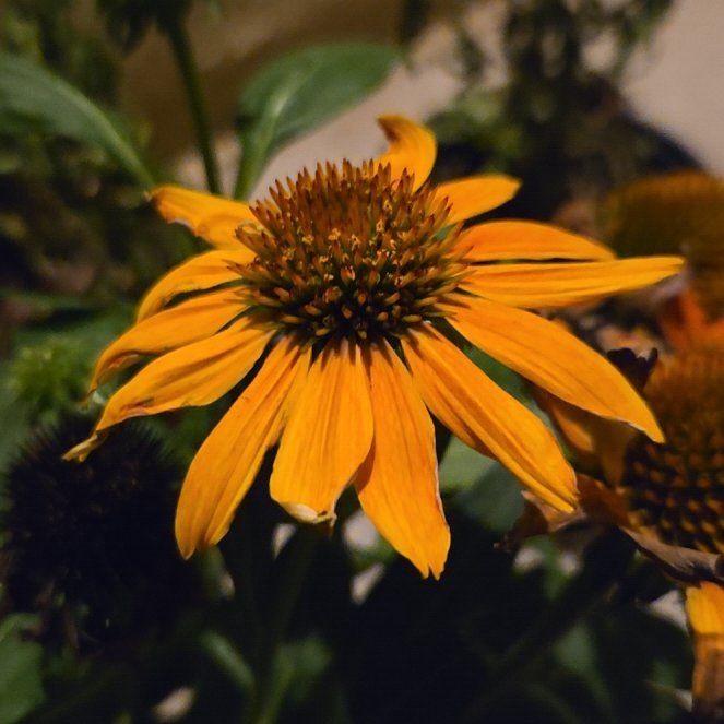 Photo of the plant species Coneflower by @AbleAfghanpine named Harmony on Greg, the plant care app