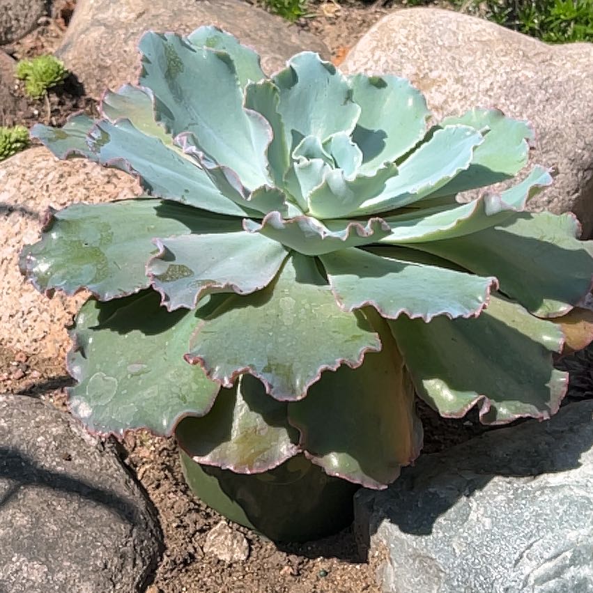 Photo of the plant species Echeveria 'Sahara' by @DollDevilshorns named Jade on Greg, the plant care app