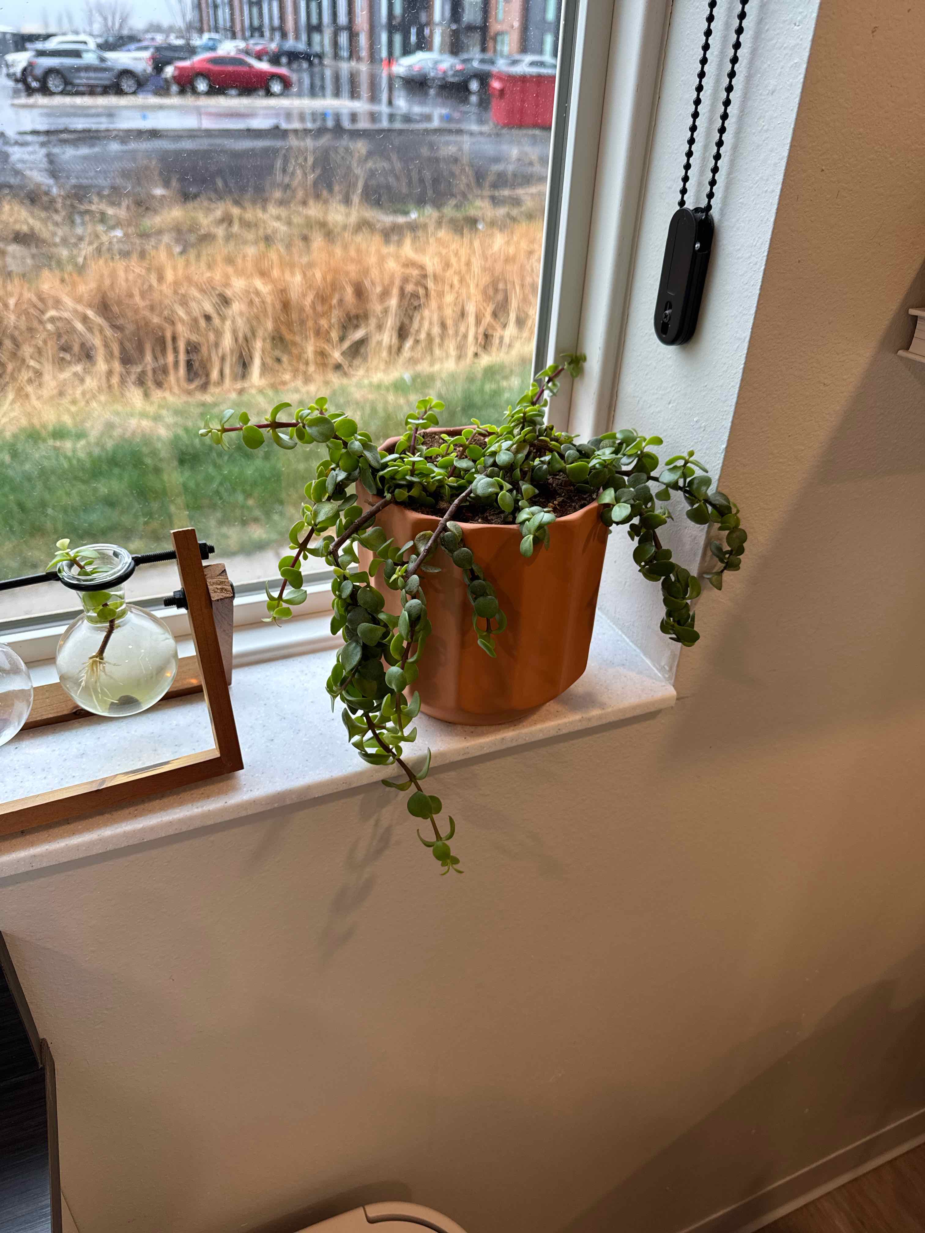 Photo of the plant species Portulacaria afra 'Prostrata' by @OrganicPinklaui named Mando on Greg, the plant care app