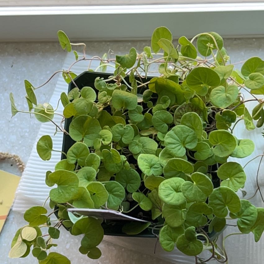 Photo of the plant species Emerald Falls Dichondra by @JoyfulZelkova36 named Aphrodite on Greg, the plant care app