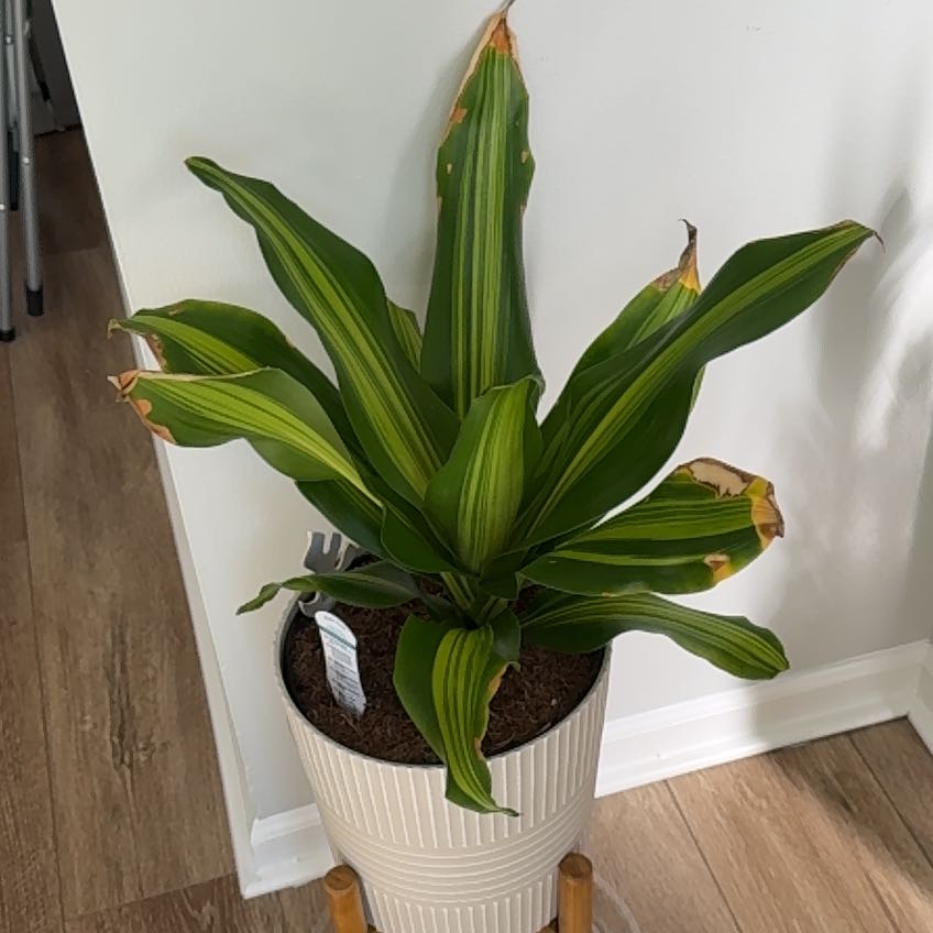 Photo of the plant species Ficus Lyrata Bush by @JazzedPilea82 named Air Purifier on Greg, the plant care app