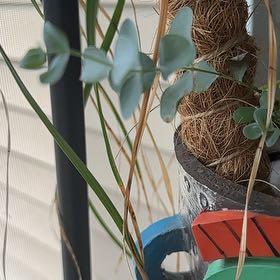 Photo of the plant species eucalyptus by @KooCooKaChoo named Elina on Greg, the plant care app