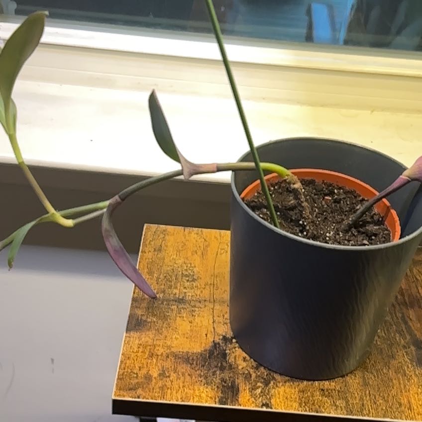 Photo of the plant species Mexican wandering Jew by @KooCooKaChoo named Lola on Greg, the plant care app
