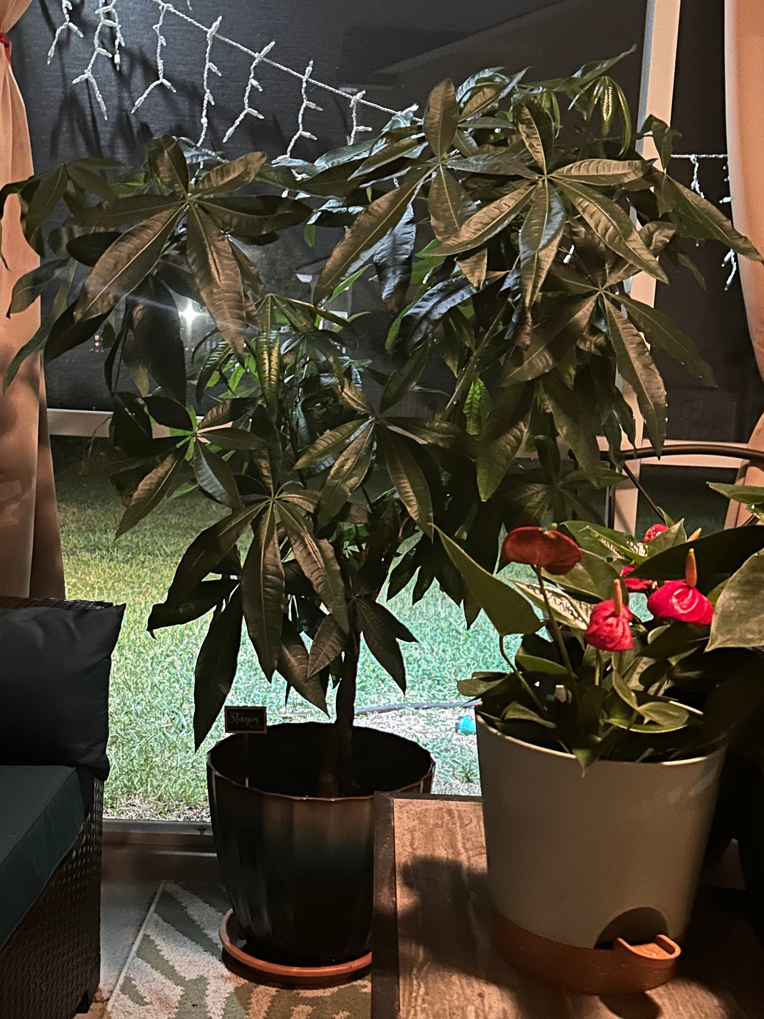 Rai A plant by AmberMallow on Greg