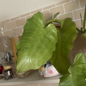 Photo of the plant species Jungle Fever Green by @HeirWandmullein named Marley on Greg, the plant care app