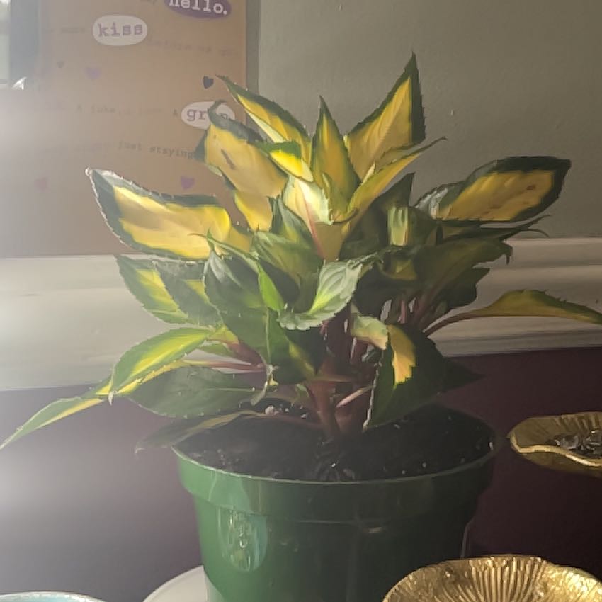 Photo of the plant species SunPatiens Compact Tropical Rose by @HighLeopardlily named Ulysses S Plant on Greg, the plant care app