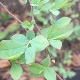 Photo of the plant species Early Lowbush Blueberry by @HonoredQuincula named Demi on Greg, the plant care app